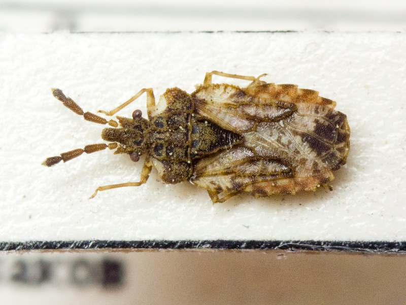 Aradus depressus (Fabricius, 1794)